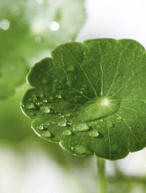 centella asiatica